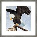 Eagle Landing Framed Print