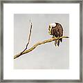 Eagle Nail Biting Framed Print