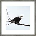 Eagle On The Tree Branch Framed Print