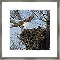 Eagle Peeps Framed Print