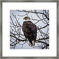 Eagle Perched Framed Print