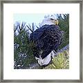Eagle Portrait Framed Print