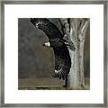 Eagle Soaring By Tree Framed Print