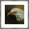 Eagle Spirit - Trust Framed Print