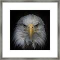 Eagle Stare Framed Print