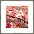 Early Cherry Blossoms Framed Print