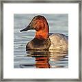 Early Morning Canvasback Framed Print