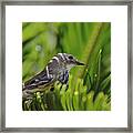 Early Morning Contemplation Framed Print