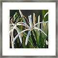 Early Morning Lily Framed Print