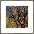 Early Spring Abstract Framed Print