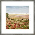 Early Spring Poppies Framed Print