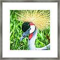 East African Crowned Crane Framed Print