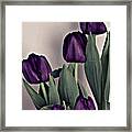 A Display Of Tulips Framed Print