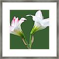 Easter Lilies Framed Print