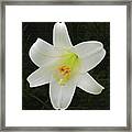Easter Lily With Black Background Framed Print