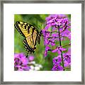 Easter Tiger Swallowtail Amongst Wildflowers Framed Print