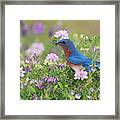 Eastern Bluebird - D010120 Framed Print