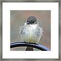 Eastern Phoebe 4 Framed Print