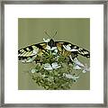 Eastern Tiger Swallowtail Butterfly Framed Print