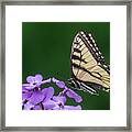 Eastern Tiger Swallowtail Framed Print