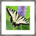 Eastern Tiger Swallowtail Framed Print