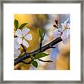 Easy Elegance Framed Print