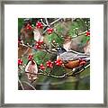 Easy Pickings Robin Framed Print