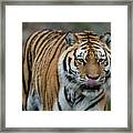 Easy Tiger Framed Print