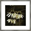 Echinacea Framed Print