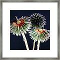 Echinops Flower And Seeds Framed Print