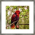 Eclectus Parrot Framed Print