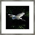 Egret In Flight Art Greenfield Lake Framed Print