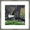 Egret In Flight Framed Print