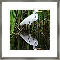 Egret Reflection Framed Print