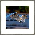 Egret Sunset Framed Print