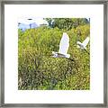 Egrets In Flight Framed Print