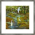 Egrets In The Marsh Framed Print