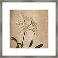 Wild Elderberry Flowers Framed Print