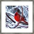 Red Male Cardinal Framed Print