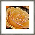 Electric Yellow Rose Framed Print