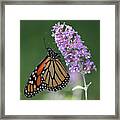 Elegant Monarch Framed Print
