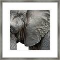 Elephant 2 Framed Print