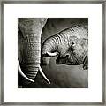 Elephant Affection Framed Print