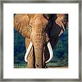 Elephant Approaching Framed Print