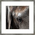 Elephant Eye Framed Print