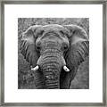 Elephant Eyes - Black And White Framed Print