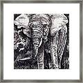 Elephant In Grey Framed Print