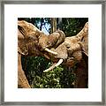 Elephant Play 2 Framed Print