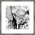 Elephant Portrait In Black And White Framed Print