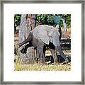 Elephant Scratching Rump Framed Print
